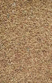 فروش تخم یونجه درجه یک