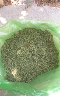 اویشن کوهی