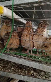 بلدرچین ارگانیک