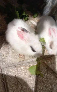 خرگوش