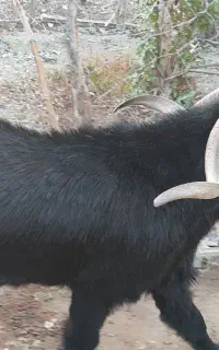 فروش بز نر.
