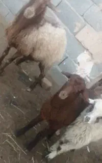 میش بره