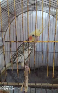 عروس هلندی