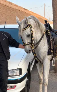 اًسب عرب