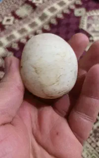سنگ قیمتی، یاقوت