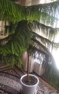 گل کاجی مطبق