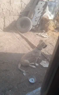 توله سگ سرابی