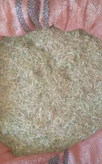 فروش گاه عدس