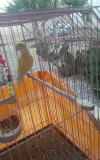 طوطی برزیلی  نر لیمویی