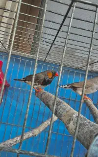 جفت فنچ کینگ