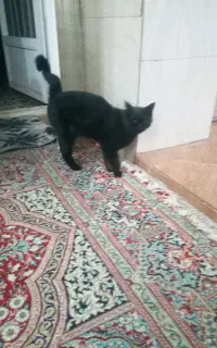 گربه ملوس