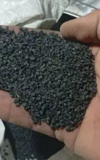 بذر پیاز
