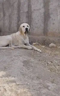 سگ ماده پژدر