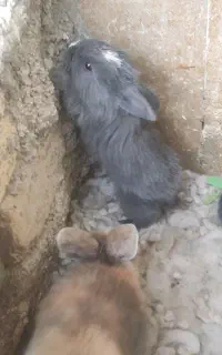 ده تا توله خرگوش لوپ خیلی خوشگل رنگ خاص