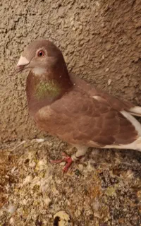 کفتر آبگن ماده مرتب