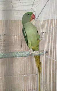 ۳عدد شاه طوطی معاوضه