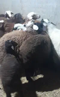 چهار عدد بره نر پای پروار