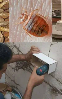 شرکت سمپاشی موریانه زدایی سم پاشی کل حشرات تضمینی