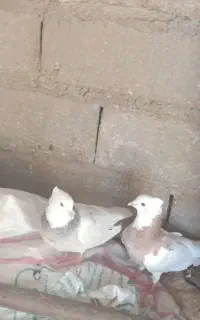 کبوتر