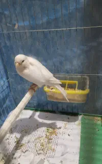 جفت قناری سفید رسمی