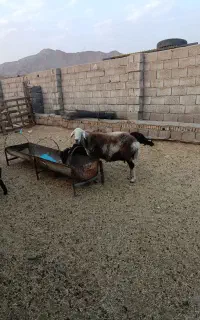 میش بره افشاری