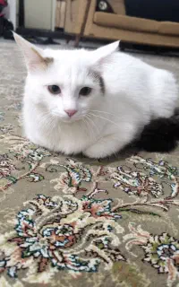 گربه نژاد میکس