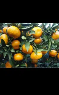 کار گر ساده برای نارنگی و تامسون چینی
