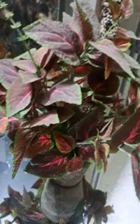 گل مصنوی خارجی