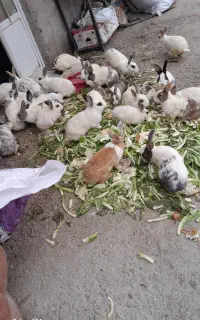خرگوش