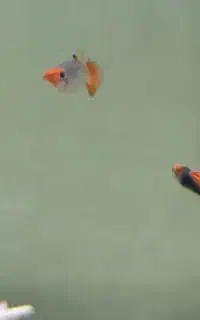 ماهی اکواریوم