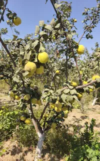فروش به مستقیم از باغ