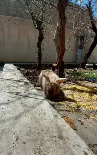 خرگوش لوپ نر