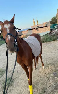 اسب
