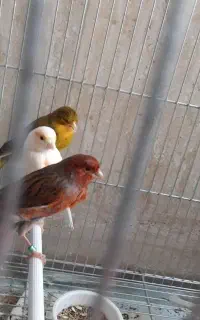 قناری نر و ماده