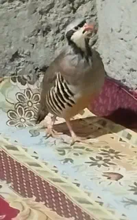 خروس