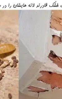 سمپاشی صدراریشه کنی موریانه