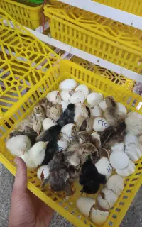 تبدیل تخم مرغ به جوجه