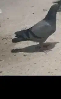 2 عددجوجه کبوتر پلاکی گم شده