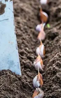 کاشت و برداشت سیر بادام پنبه