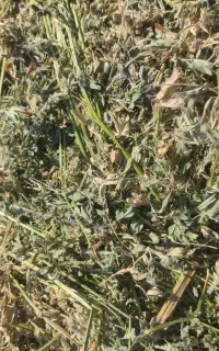 خرید فروش خوراک دام پرس یونجه