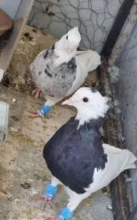 طوقی