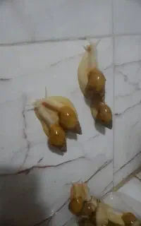 به مدت یک هفته تخفیف به قیمت ۵۰۰