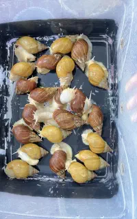 حلزون آچاتینا مولد