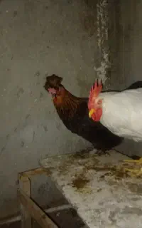 خروس ومرغ محلی