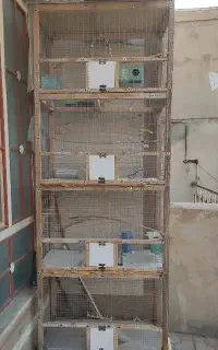 قفس پرنده