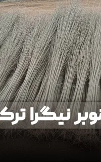 فروش صنوبر در ملایر با مشاوره تخصصی+لیبل رسمی