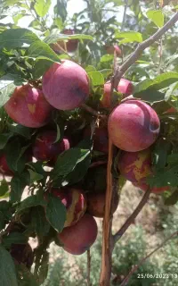 س ر ط ا ن معده