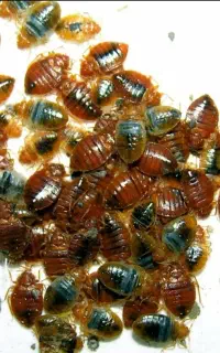 سمپاشی باضمانت