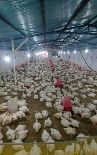 فروش مرغ گوشتی ارگانیک درجه ۱