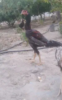 خروس لل6ماه